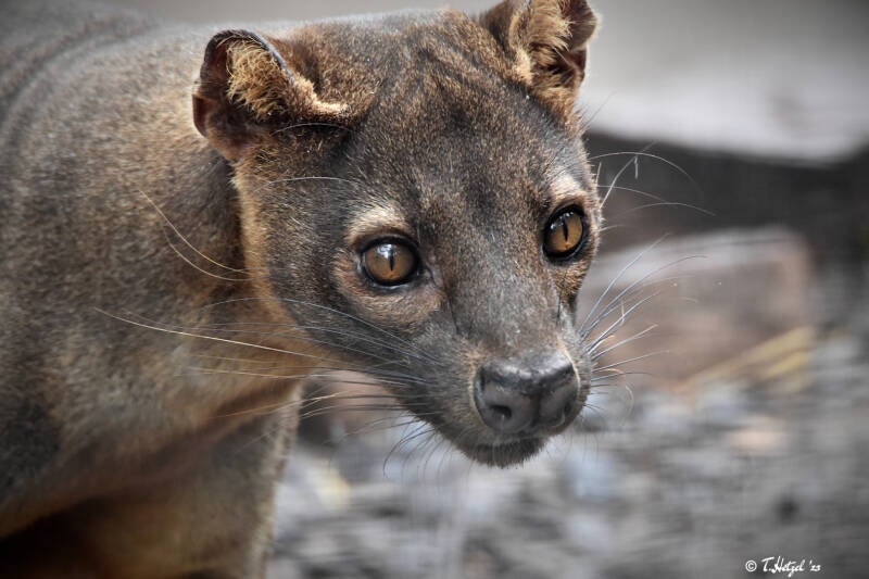 Fossa