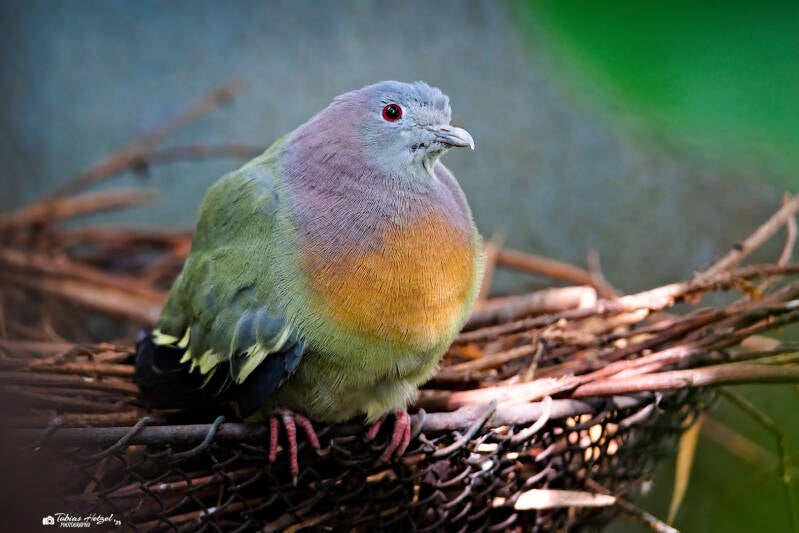 Frühlingsgrüntaube | Zoo Prag | 18.08.2024