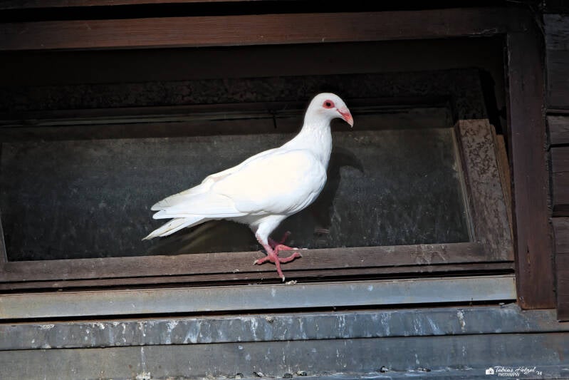 Fränkische Bagdette | Zoo Hof | 21.09.2024