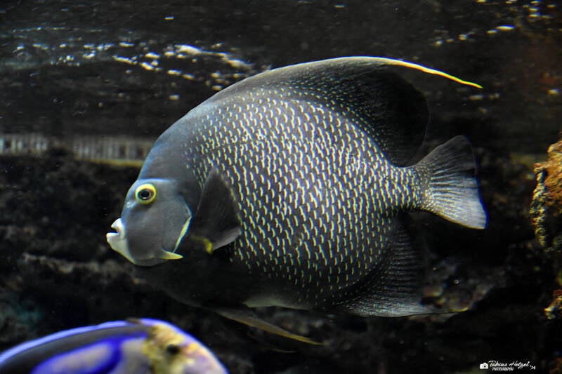 Franzosenkaiserfisch | Zoo Duisburg | 06.06.2022
