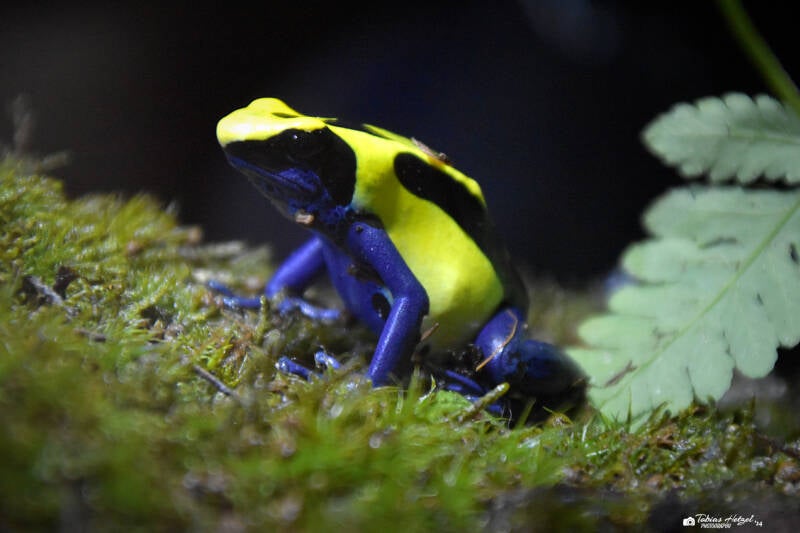 Färberfrosch | Zoologischer Stadtgarten Karlsruhe | 03.07.2020