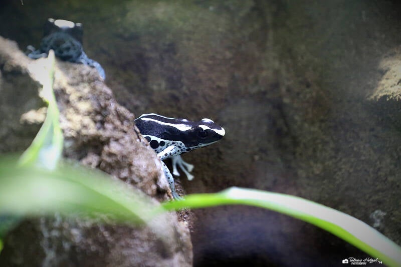 Färberfrosch | Wilhelma Stuttgart | 14.08.2018