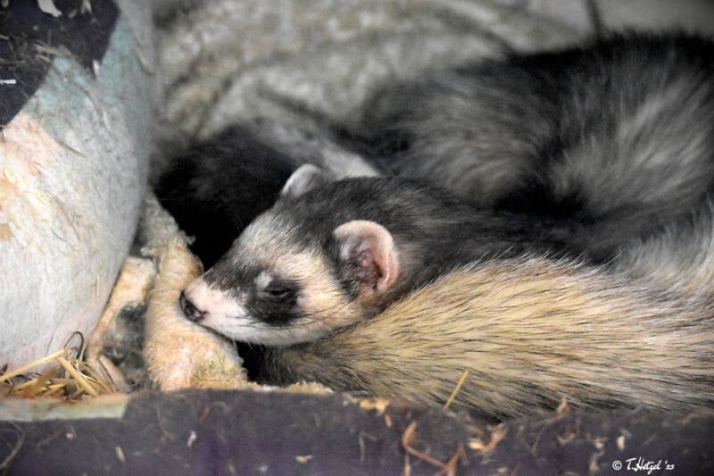 Frettchen | Tiergarten Kleve | 07.07.2021