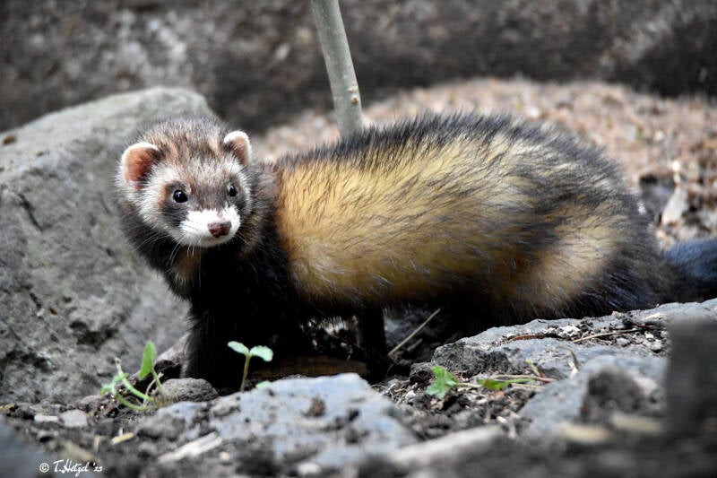 Frettchen | Tierpark Gotha | 01.08.2022