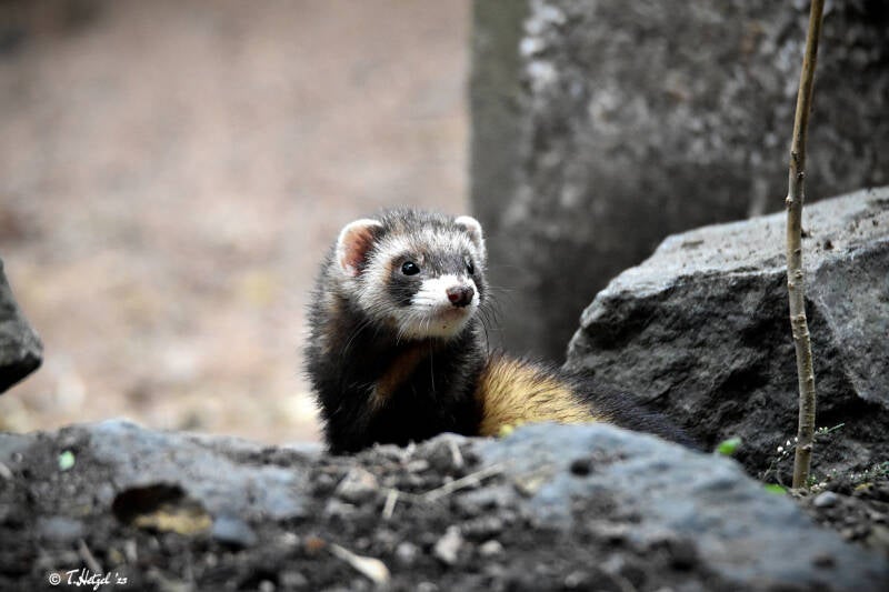 Frettchen | Tierpark Gotha | 01.08.2022