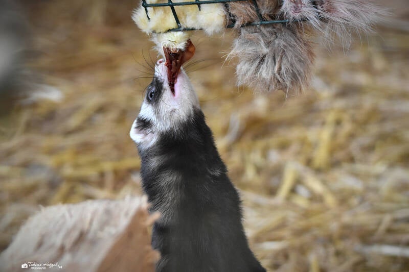 Frettchen | Tiergarten Worms | 18.05.2023