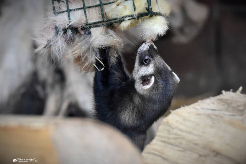 Frettchen | Tiergarten Worms | 18.05.2023