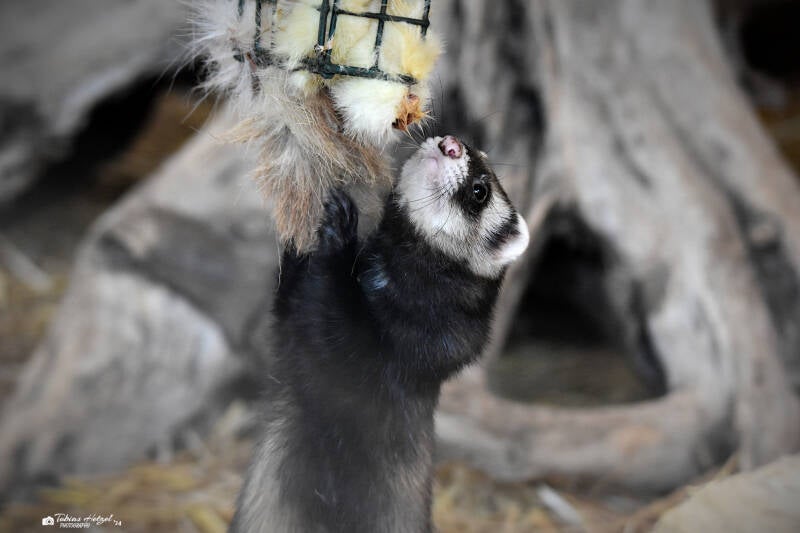 Frettchen | Tiergarten Worms | 18.05.2023