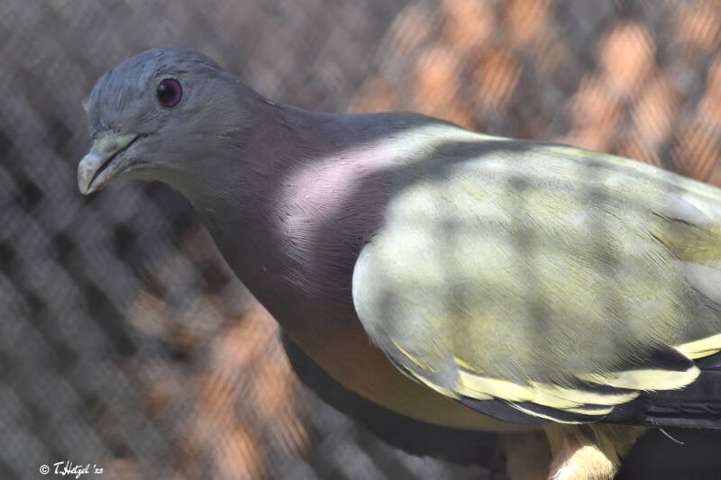 Frühlingsgrüntaube | Vogelpark Viernheim | 15.05.2022