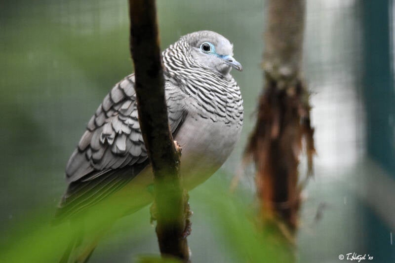 Friedenstäubchen | Zoo Plzen | 17.09.2022
