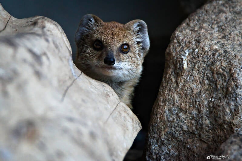 Fuchsmanguste | Zoologischer Garten Hof | 21.09.2024