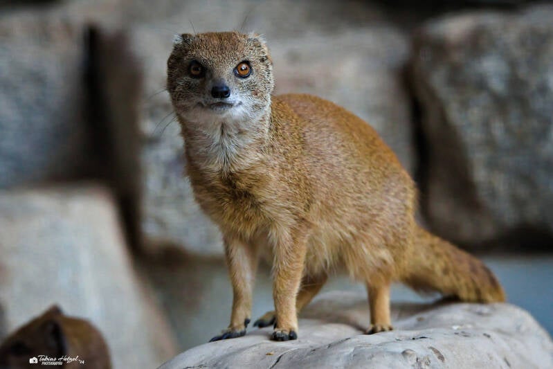 Fuchsmanguste | Zoologischer Garten Hof | 21.09.2024