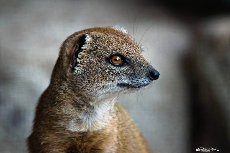 Fuchsmanguste | Zoologischer Garten Hof | 21.09.2024