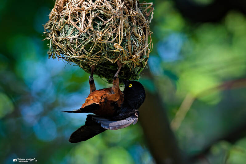 Fuchsweber | Wilhelma Stuttgart | 19.06.2025