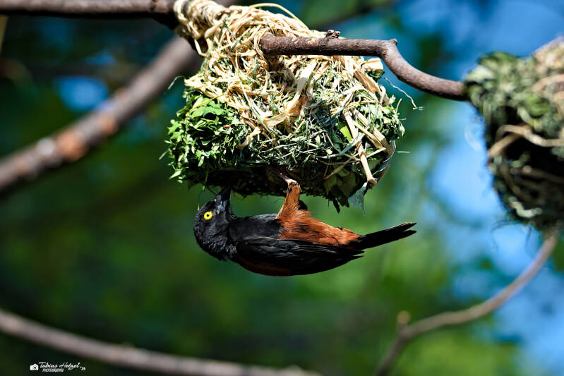 Fuchsweber | Wilhelma Stuttgart | 19.06.2025