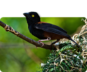 Fuchsweber