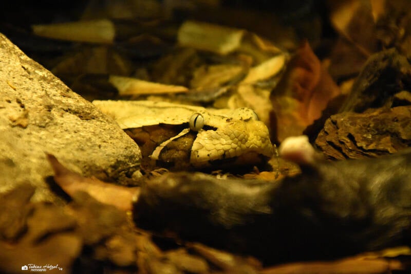 Gabunviper (kein Art- oder Unterartenstatus) | Reptilium Landau | 09.12.2023
