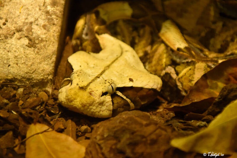 Gabunviper (kein Unterartenstatus)