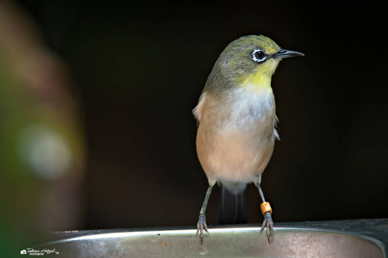 Gangesbrillenvogel (kein Unterartenstatus) | Tierpark Chemnitz | 13.07.2025