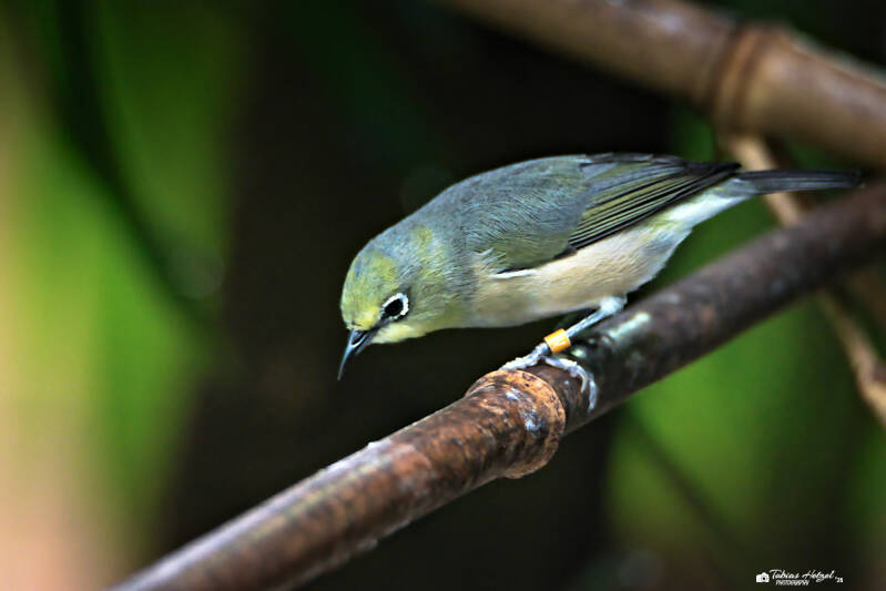 Gangesbrillenvogel (kein Unterartenstatus) | Tierpark Chemnitz | 13.07.2025