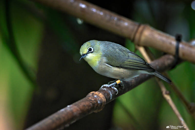 Gangesbrillenvogel (kein Unterartenstatus) | Tierpark Chemnitz | 13.07.2025