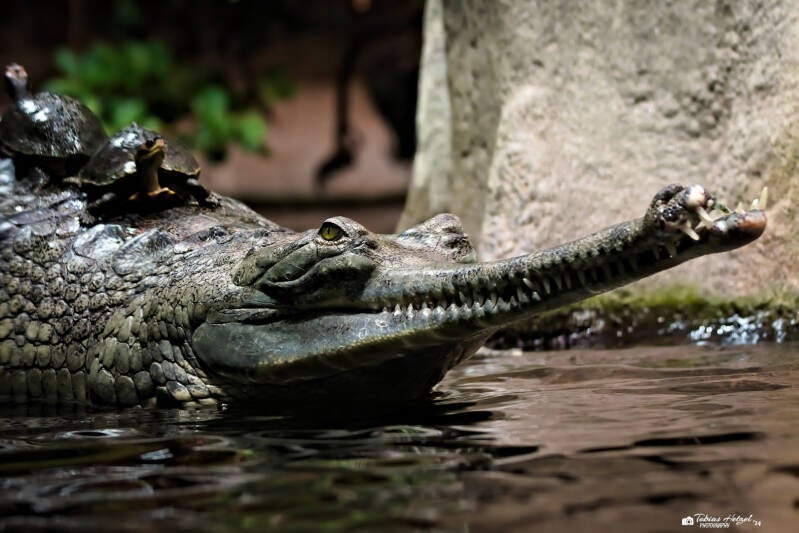 Gangesgavial | Zoo Prag | 18.08.2024