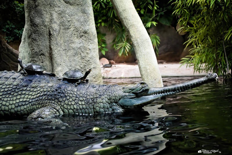 Gangesgavial | Zoo Prag | 18.08.2024