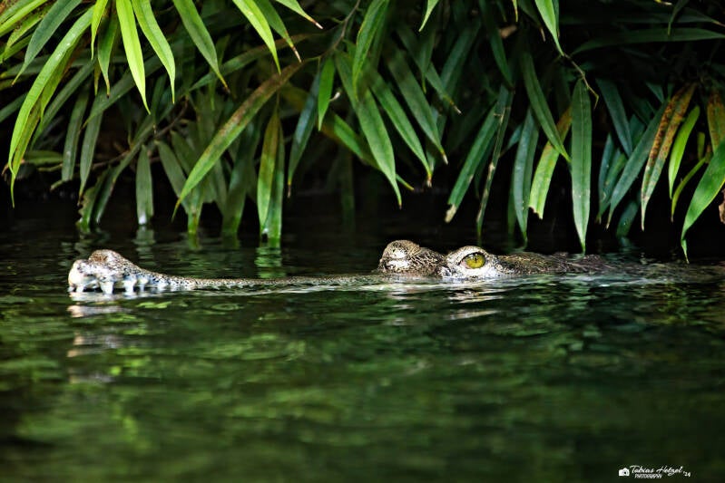 Gangesgavial | Zoo Prag | 18.08.2024