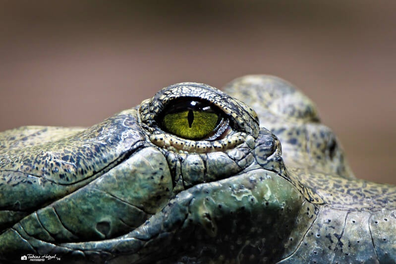 Gangesgavial | Zoo Prag | 18.08.2024