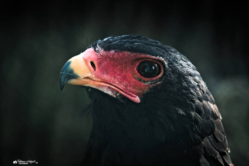 Gaukler | Zoo Frankfurt | 06.09.2025