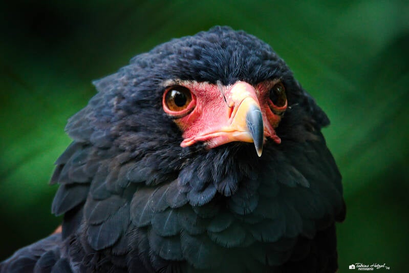 Gaukler | Zoo Wuppertal | 16.06.2024