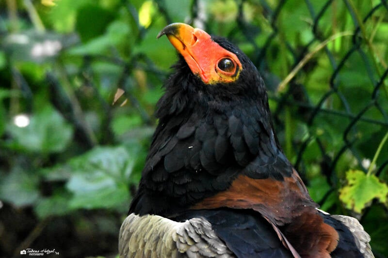 Gaukler | Weltvogelpark Walsrode | 09.06.2023