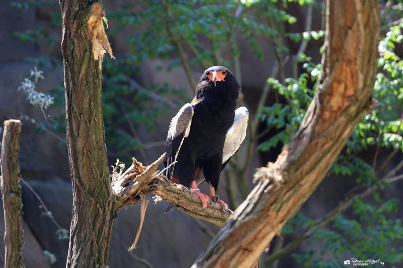 Gaukler | Zoo Berlin | 26.05.2018