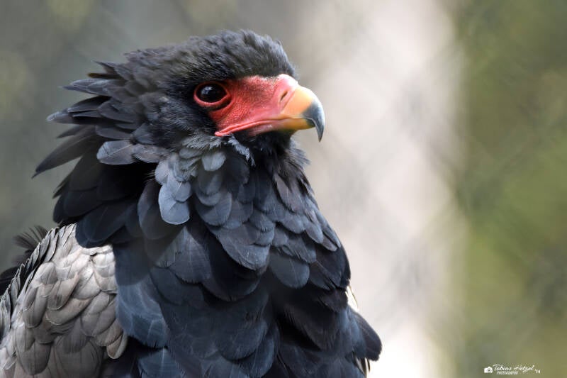 Gaukler | Ouwehands Dierenpark, Rhenen | 06.07.2021