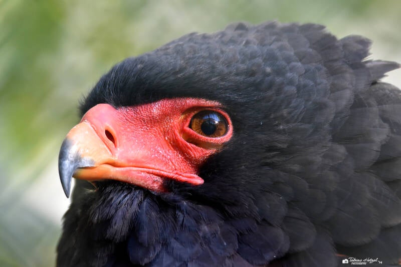 Gaukler | Zoo Wuppertal | 24.10.2021