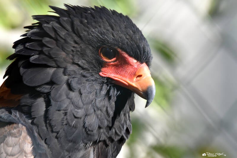 Gaukler | Zoo Wuppertal | 24.10.2021