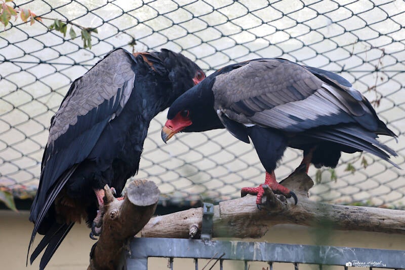 Gaukler | Zoo Frankfurt | 09.10.2018