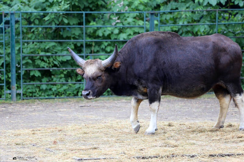 Gayal | Tierpark Berlin | 27.05.2018