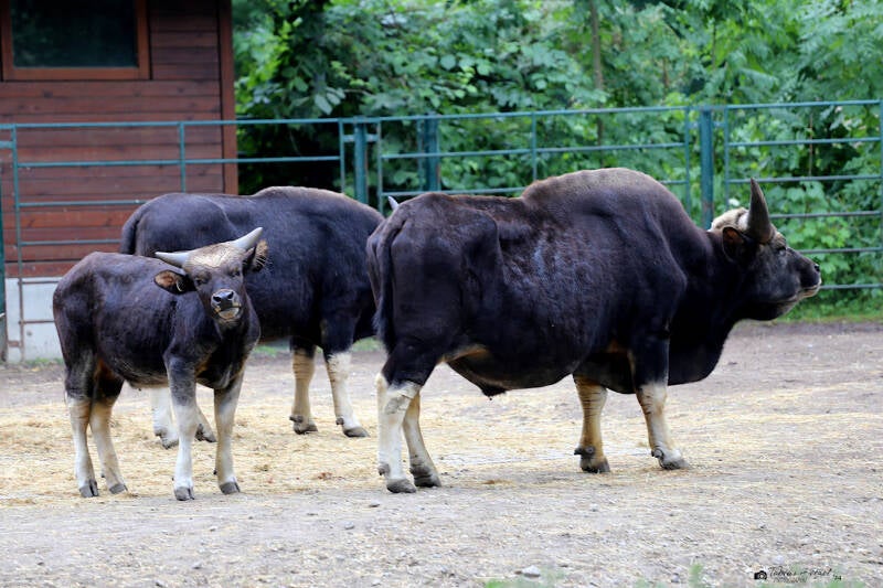 Gayal | Tierpark Berlin | 27.05.2018