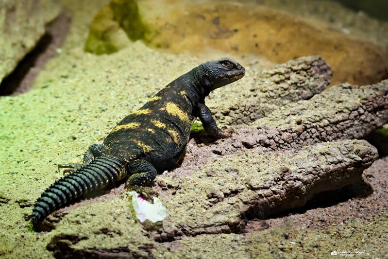 Gebänderter Dornschwanz | Zoo Prag | 18.08.2024