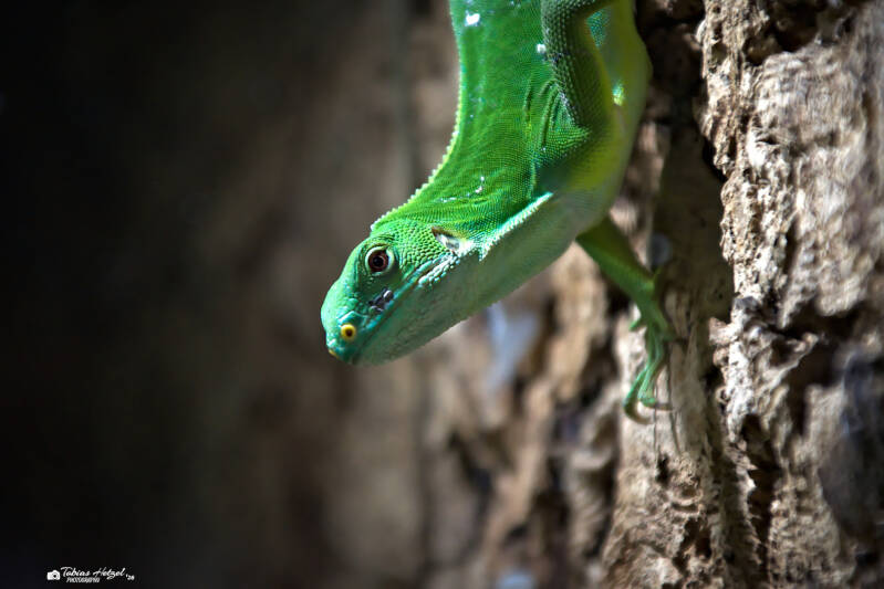 Gebänderter Fidschileguan | Zoo Neunkirchen | 08.08.2026