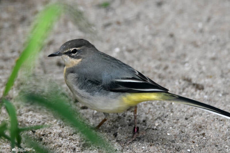Gebirgsstelze | Zoo Plzen | 17.09.2022