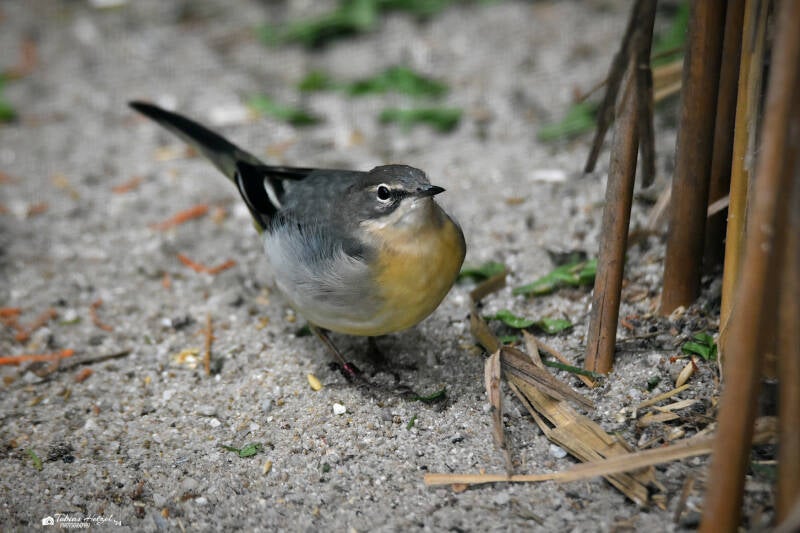 Gebirgsstelze | Zoo Plzen | 17.09.2022
