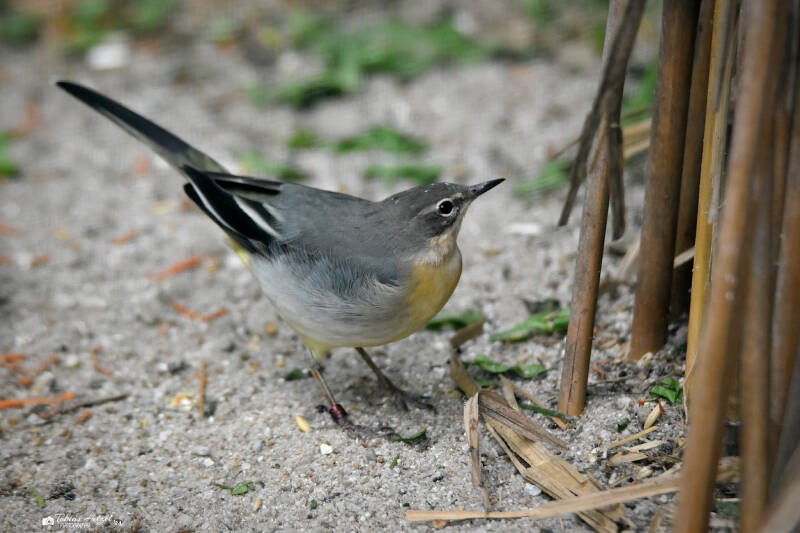Gebirgsstelze | Zoo Plzen | 17.09.2022