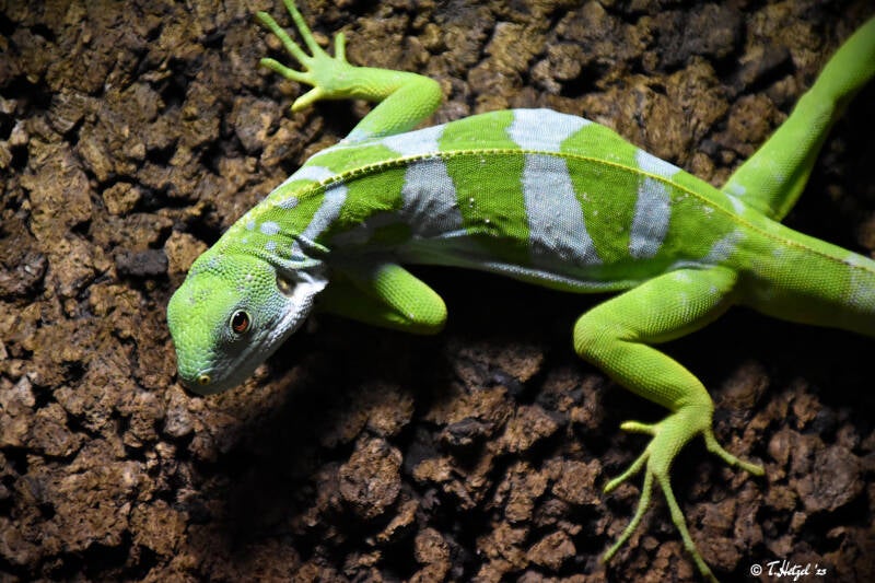 Gebänderter Fidschileguan