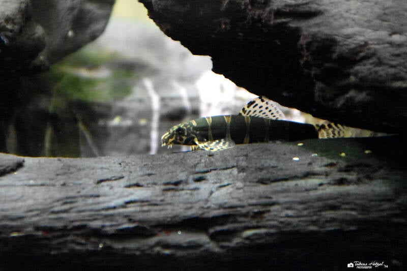 Gebänderte Schlangenschmerle | Museum König, Bonn | 11.02.2024