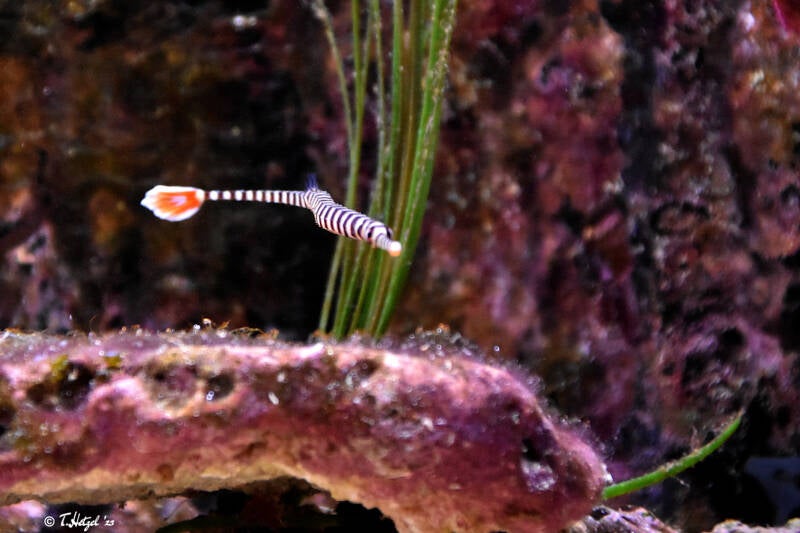 Gebänderte Seenadel | Kölner Zoo | 03.12.2023