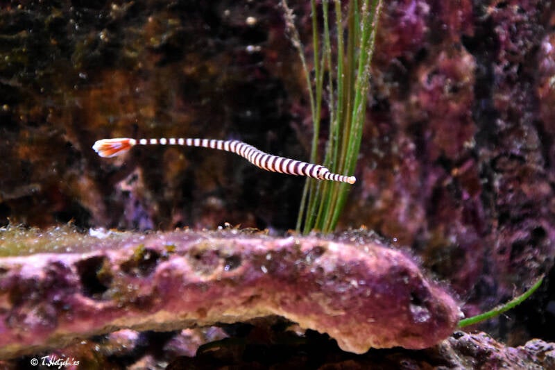 Gebänderte Seenadel | Kölner Zoo | 03.12.2023