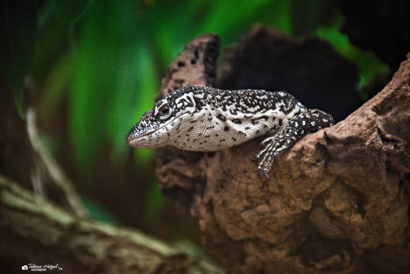 Gefleckter Baumwaran | Zoo Neuwied | 17.06.2024
