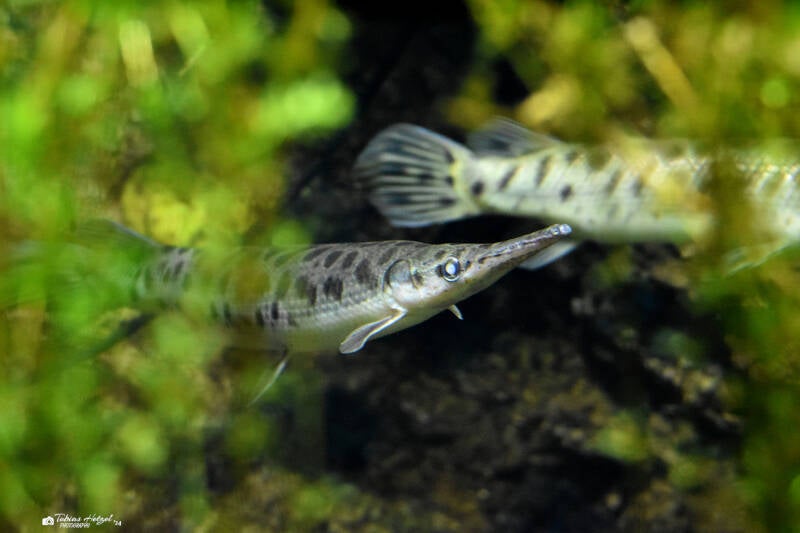Gefleckter Knochenhecht | Zoo Leipzig | 20.10.2020